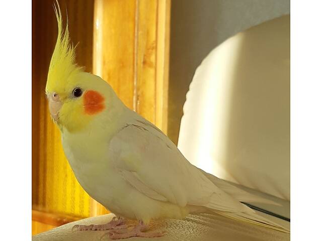 Маленькі пташенята корел. - Фото 4