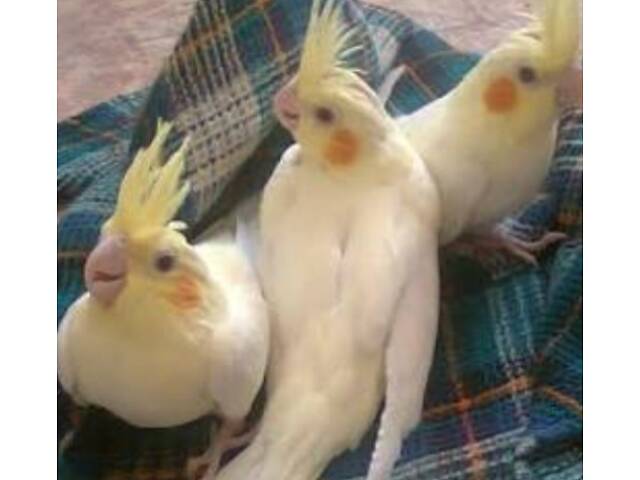 Маленькі пташенята корел. - Фото 5