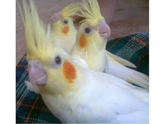 Маленькі пташенята корел. - Фото 6