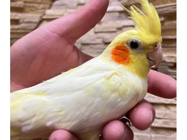 Маленькі пташенята корел. - Фото 7