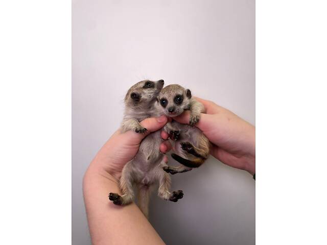 Малята сурикати, сурикат, африканський сурикат домашній. - Фото 1