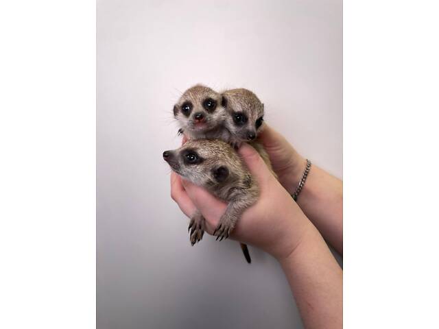 Малята сурикати, сурикат, африканський сурикат домашній. - Фото 2