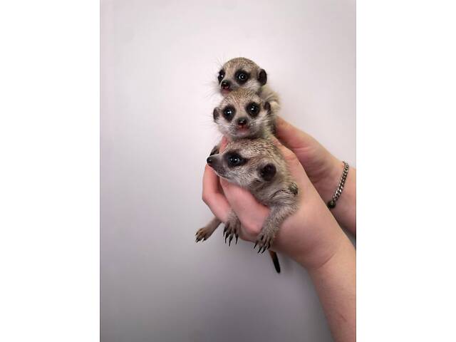 Малята сурикати, сурикат, африканський сурикат домашній. - Фото 3