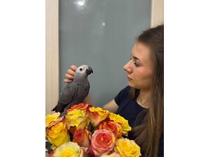 Маленьке пташеня жако