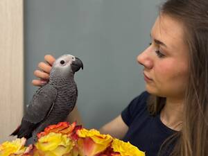 Малюк пташеня жако