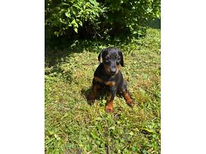 Малюки Добермана шукають люблячу сімʼю