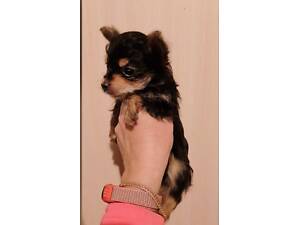 Малюки йоркширського тер'єра