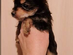 Малюки йоркширського тер'єра