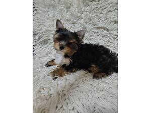 Малюки йоркширського тирʼєру