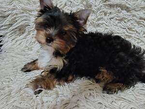 Малюки йоркширського тирʼєру