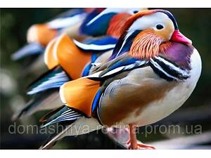 Мандаринки каролинки