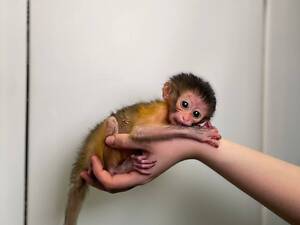 мангобей золотистый, ручная обезьянка для дома, обезьянка