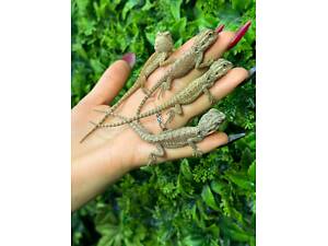 Бородаті агами Мані.