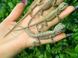 Манюні бородаті агамки