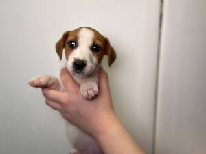 Маска джек рассел друг сім'ї, цуцики 2 міс породисті з документами