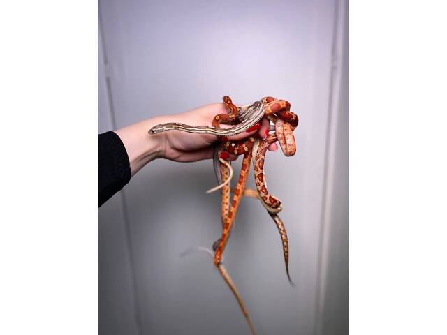 Маисовий полоз, яскраві змійки, домашні ручні неагресивні. - Фото 2