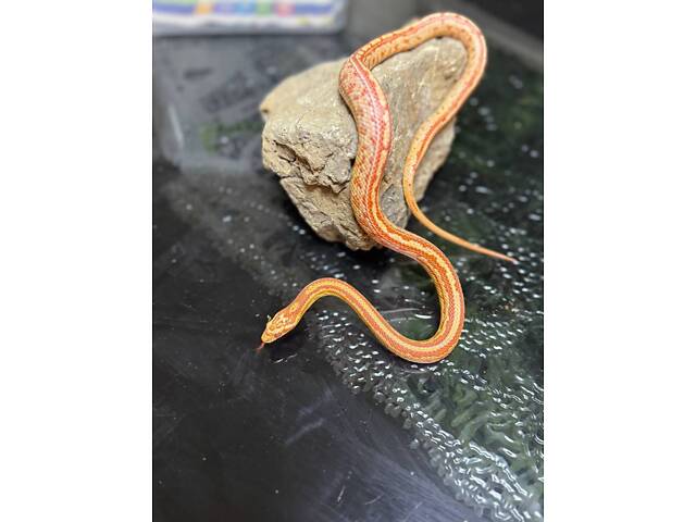Маисовий полоз, яскраві змійки, домашні ручні неагресивні. - Фото 4