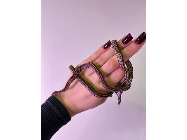 Маисовий полоз, яскраві змійки, домашні ручні неагресивні. - Фото 3