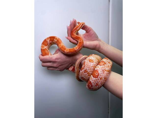 Маисовий полоз, яскраві змійки, домашні ручні неагресивні. - Фото 1