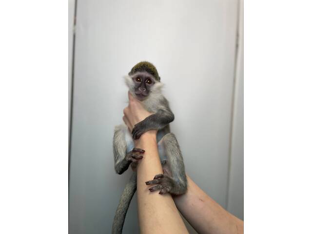 Мавпа верветка, домашня зелена мавпа, зелена мартишка - Фото 3