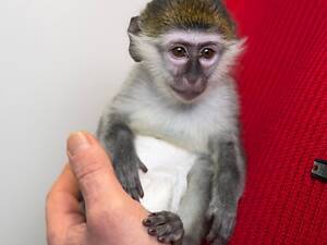 Обезьяна верветка, домашняя зеленая обезьяна, зеленая мартышка.