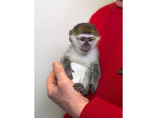 Мавпа верветка, домашня зелена мавпа, зелена мартишка - Фото 1