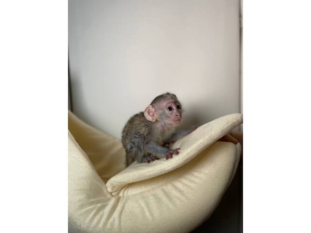 Маленькая обезьянка Верветка – декоративный невероятно интересный любимец. - Фото 2