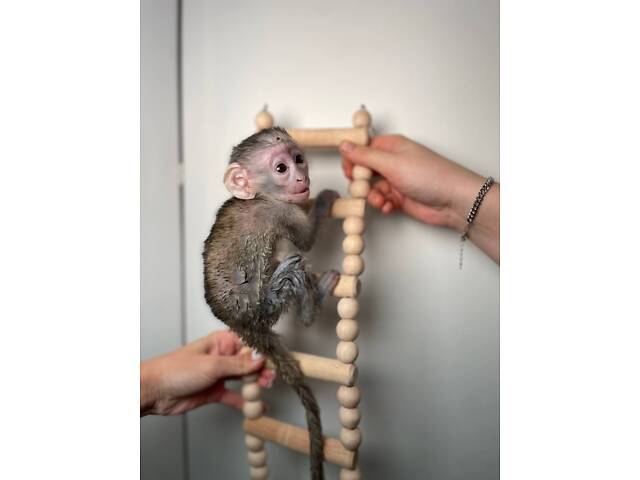 Маленькая обезьянка Верветка – декоративный невероятно интересный любимец. - Фото 1