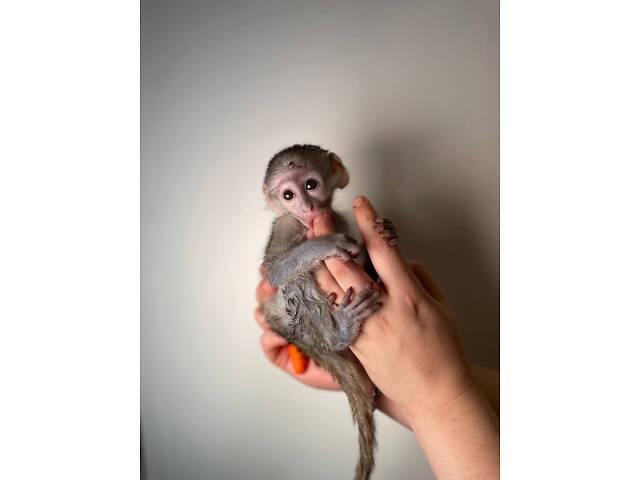Маленькая обезьянка Верветка – декоративный невероятно интересный любимец. - Фото 3