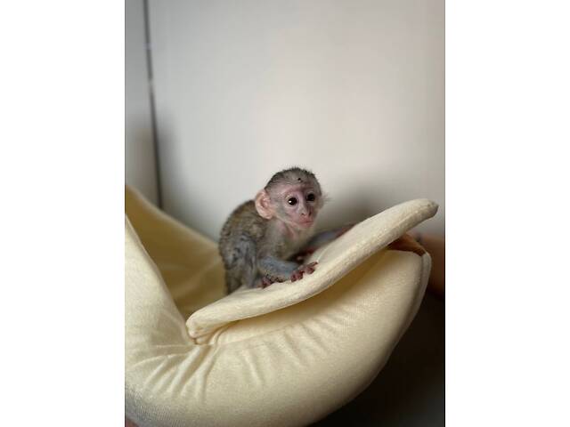 Мавпочка Верветка, цікавий ручний улюбленець, верветочка - Фото 1