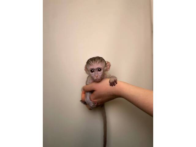 Мавпочка Верветка, цікавий ручний улюбленець, верветочка - Фото 2
