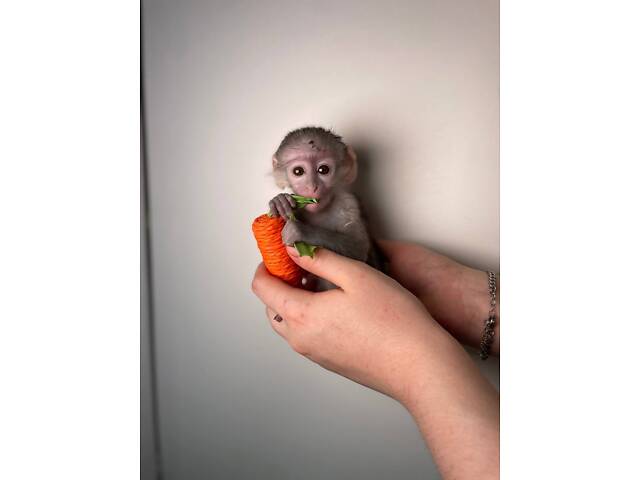 Мавпочка Верветка, цікавий ручний улюбленець, верветочка - Фото 3