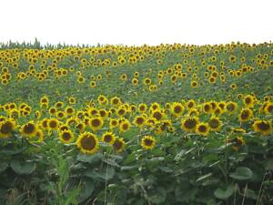 Мед оптом, соняшник 2024 100-150кг