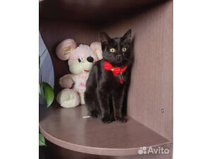 Котята в хорошие руки, 4.5 мес.