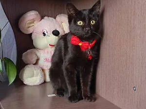 Котята в хорошие руки, 4.5 мес.