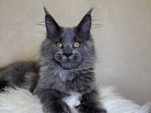 Мейн кун дівчинка полідакт