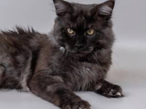 Мейн-кун для в'язки.