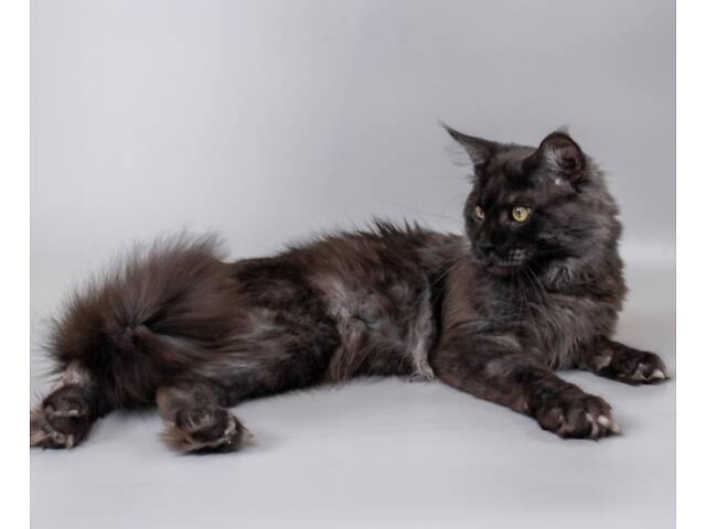 Мейн-кун для в'язки. - Фото 3