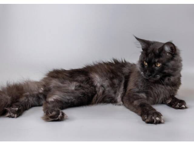 Мейн-кун для в'язки. - Фото 4