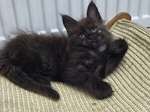 Мейн кун хлопчик з документами.