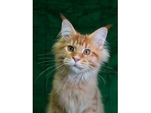 Мейн кун котики хлопчик