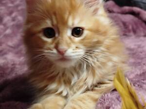 Мейн-Кунчики красавчики