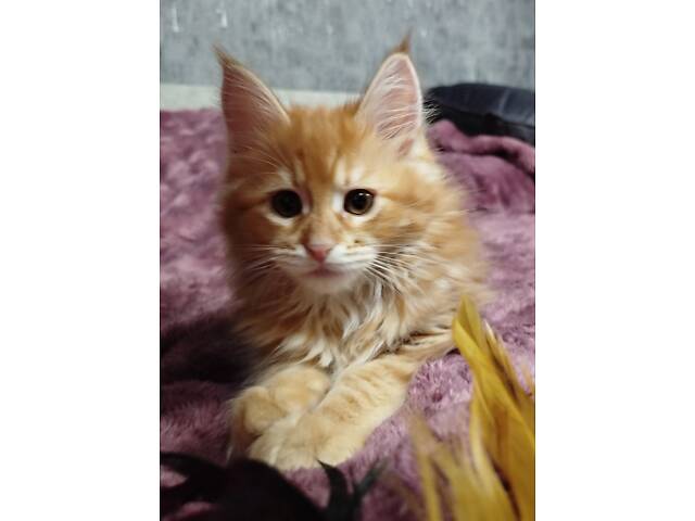 Мейн-Кунчики красавчики - Фото 1