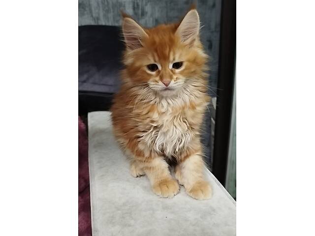 Мейн-Кунчики красавчики - Фото 2