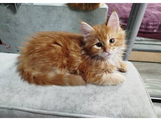 Мейн-Кунчики красавчики - Фото 3