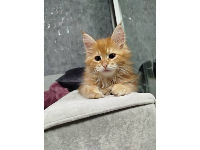 Мейн-Кунчики красавчики - Фото 7