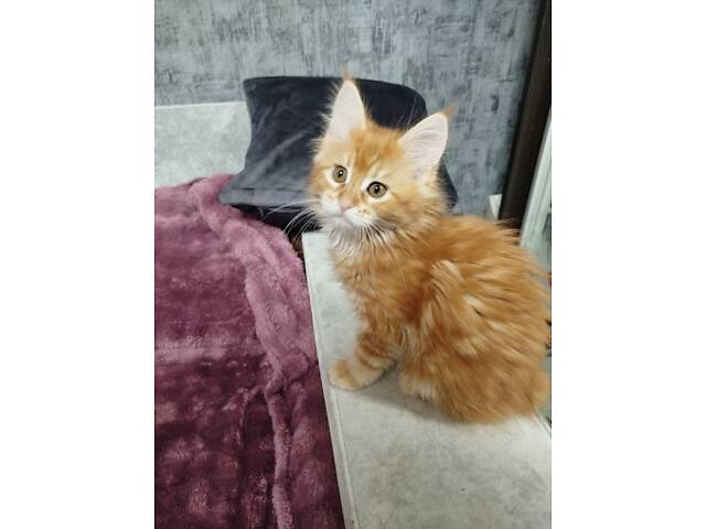 Мейн-Кунчики красавчики - Фото 4