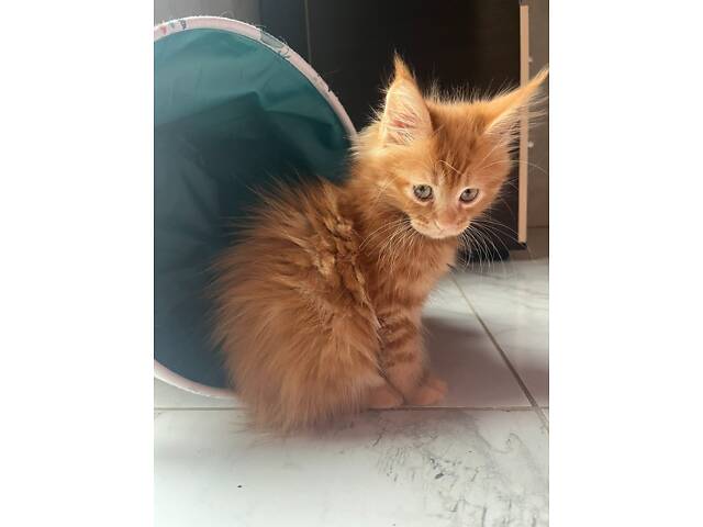 Мейн-Кунчики красавчики - Фото 5