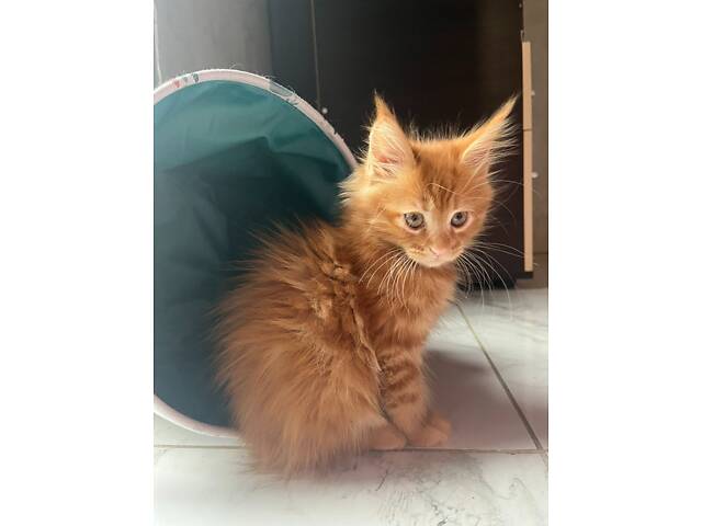 Мейн-Кунчики красавчики - Фото 6