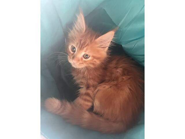 Мейн-Кунчики красавчики - Фото 8